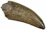 Serrated Tyrannosaur Tooth - Judith River Formation #241247-1